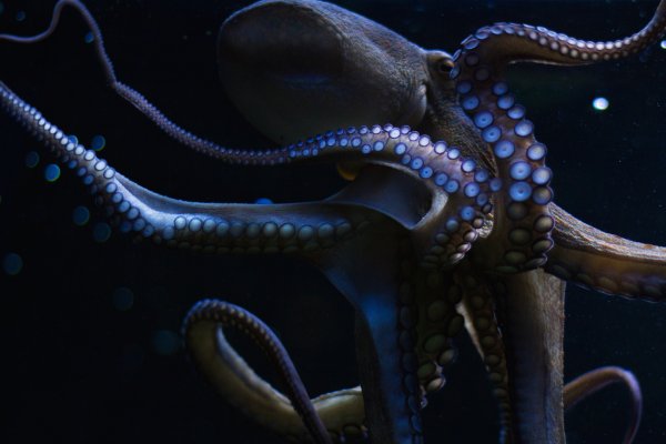 Кракен ссылка kraken dark link